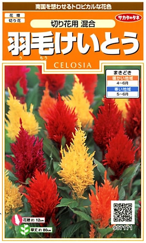 サカタのタネ 実咲200 羽毛けいとう 切り花用 混合 小袋[907171]【取り寄せ注文】※春のみ商品【2026年春種予約商品】 