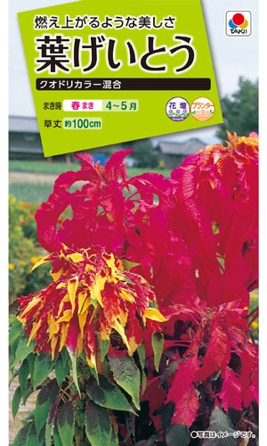 タキイ NL200 葉げいとう クオドリカラー混合 小袋[FHG161]【取り寄せ注文】※春のみ商品【2026年春種予約商品】