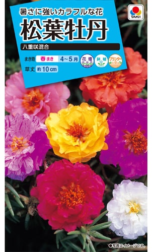 タキイ NL150 松葉牡丹 八重咲混合 小袋[FMB119]【取り寄せ注文】※春のみ商品【2026年春種予約商品】