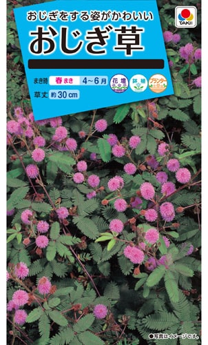 タキイ NL150 おじぎ草 小袋[FZZ151]【取り寄せ注文】※春のみ商品【2026年春種予約商品】