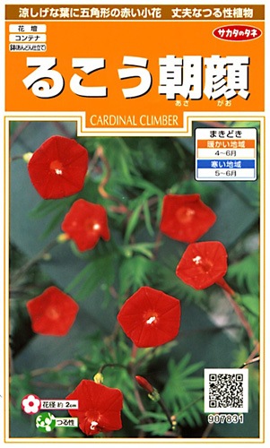 サカタのタネ 実咲200 るこう朝顔 小袋[907831]【取り寄せ注文】※春のみ商品【2026年春種予約商品】