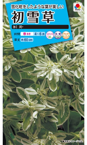 タキイ NL150 初雪草 氷河 小袋[FZZ381]【取り寄せ注文】※春のみ商品【2026年春種予約商品】