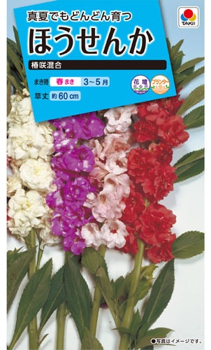 タキイ NL150 ほうせんか 椿咲混合 小袋[FHS119]【取り寄せ注文】※春のみ商品【2026年春種予約商品】