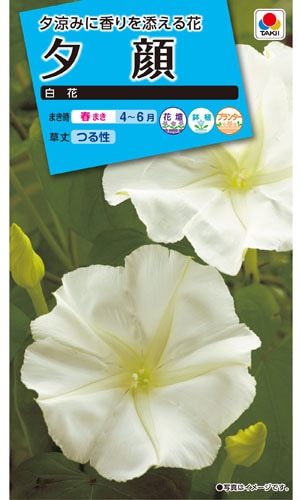 タキイ NL150 夕顔 白花 小袋[FYU112]【取り寄せ注文】※春のみ商品【2026年春種予約商品】