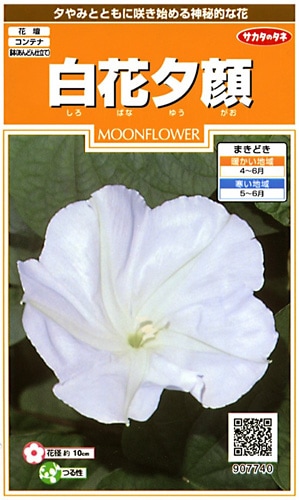 サカタのタネ 実咲200 白花夕顔 小袋[907740]【取り寄せ注文】※春のみ商品【2026年春種予約商品】 