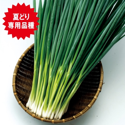中原採種場 ネギ種子 ブラックサマー葱【取り寄せ注文】 | 小林種苗