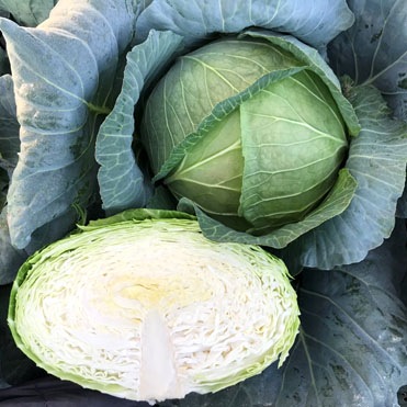 小林種苗 キャベツ種子 藍王 ＊種子有効期限2026年11月末※コート5000粒