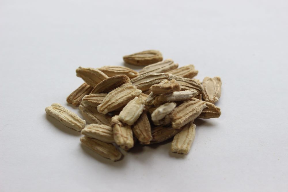 オクラ種15粒 冬瓜タネ15粒 トウガン 自家採種 収穫夏以降 農薬不使用