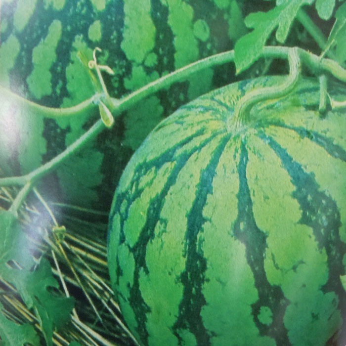 小林種苗 スイカ種子 新旭山西瓜【2026年春種予約商品】※2026年1月以降