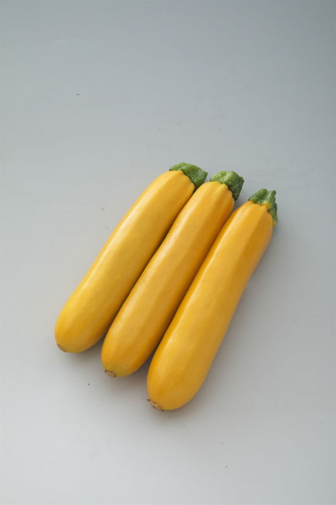 タキイ種苗 ズッキーニ種子 オーラムEX【2026年春種予約商品