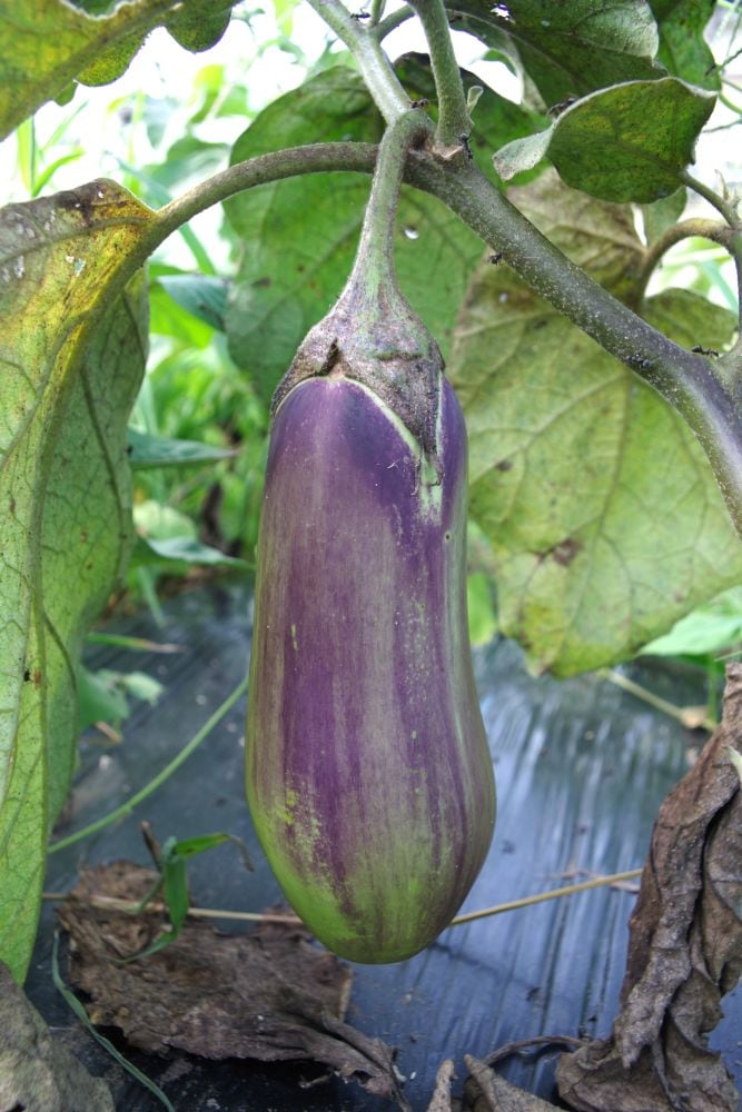 鶴頸種苗 ナス種子 天狗茄子【取り寄せ注文】【2026年春種予約商品