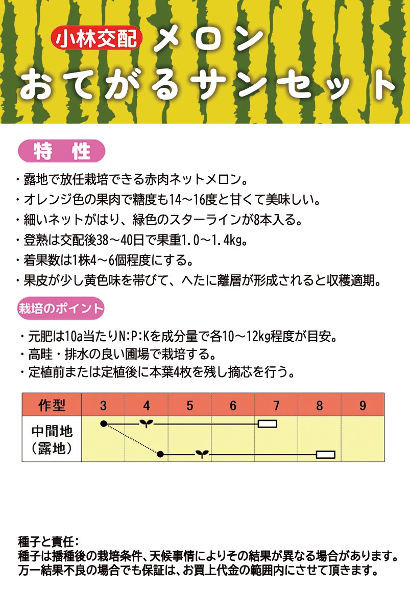 小林種苗 メロン種子 おてがるサンセット＊種子有効期限2026年9月末