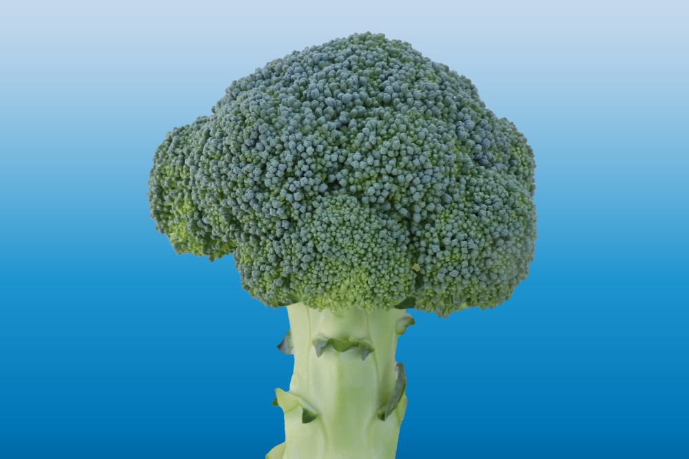 1_000000009206.jpg?1719794765