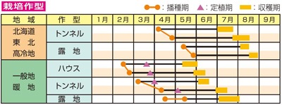 雪印種苗 エダマメ種子 神風香【取り寄せ注文】＊種子有効期限2026年10