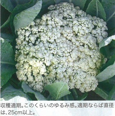 Bacteria 1708 リドレイドワーフまとめ買い Bacteria 1708 リドレイドワーフまとめ買い ビカクシダ