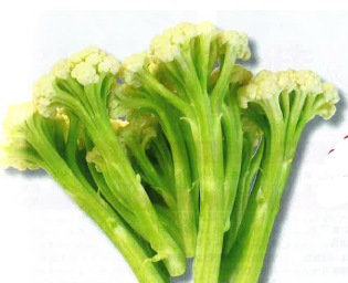 トキタ種苗 カリフラワー種子 グストイタリア カリフローレ80