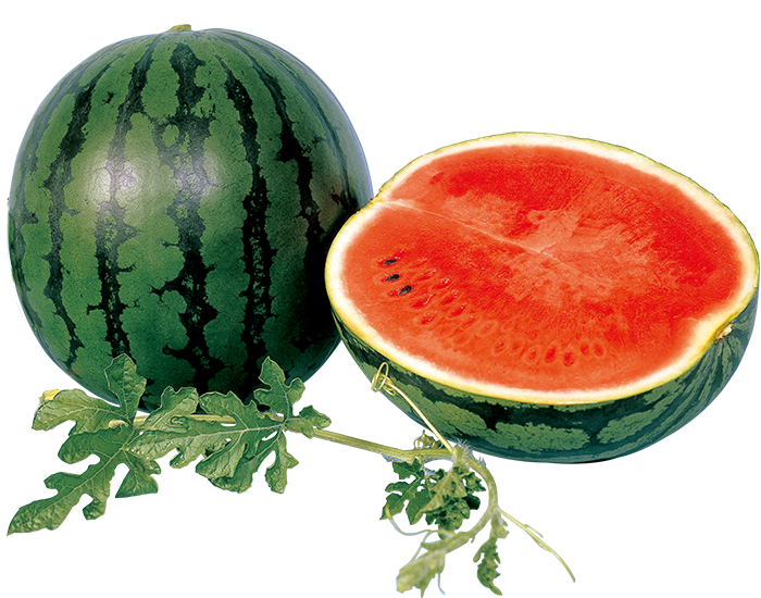 大和農園 スイカ種子 縞王マックスK【取り寄せ注文】 | 小林種苗公式通販