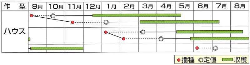 はなちゃん 5/1ご購入 小林種苗 ミニトマト種子 はなちゃん ＊種子有効期限2026年10月末