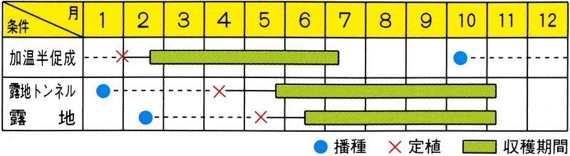 小林種苗 ナス種子 殿様 ＊種子有効期限2026年10月末 | 小林種苗公式通販