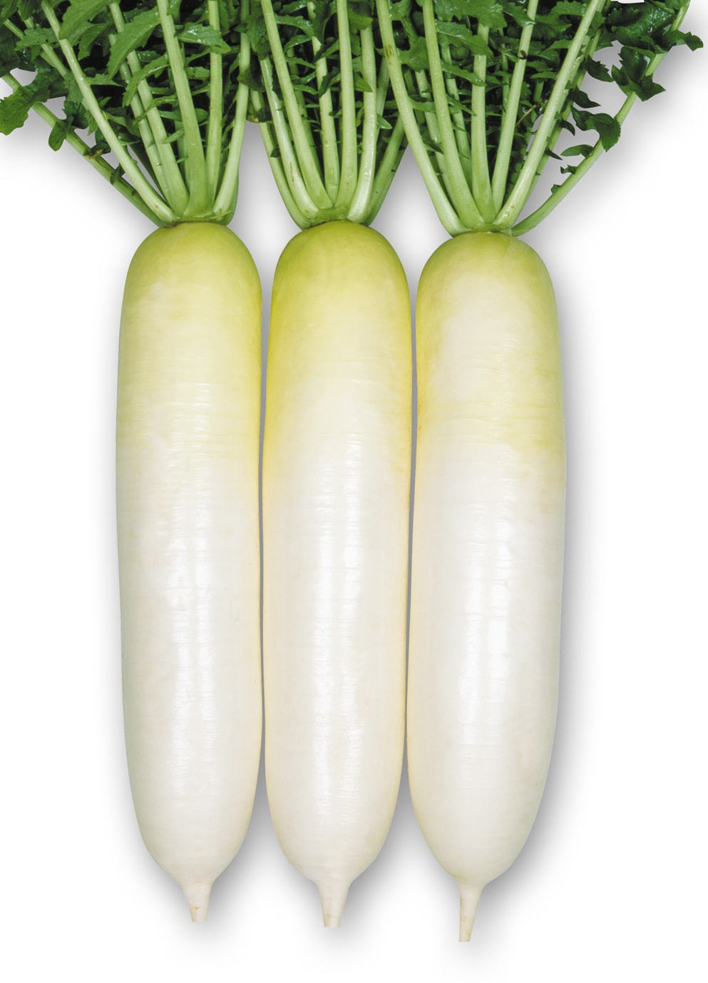 だいこん様専用 だいこんやくしゃさま専用 ☆だいこん様専用☆