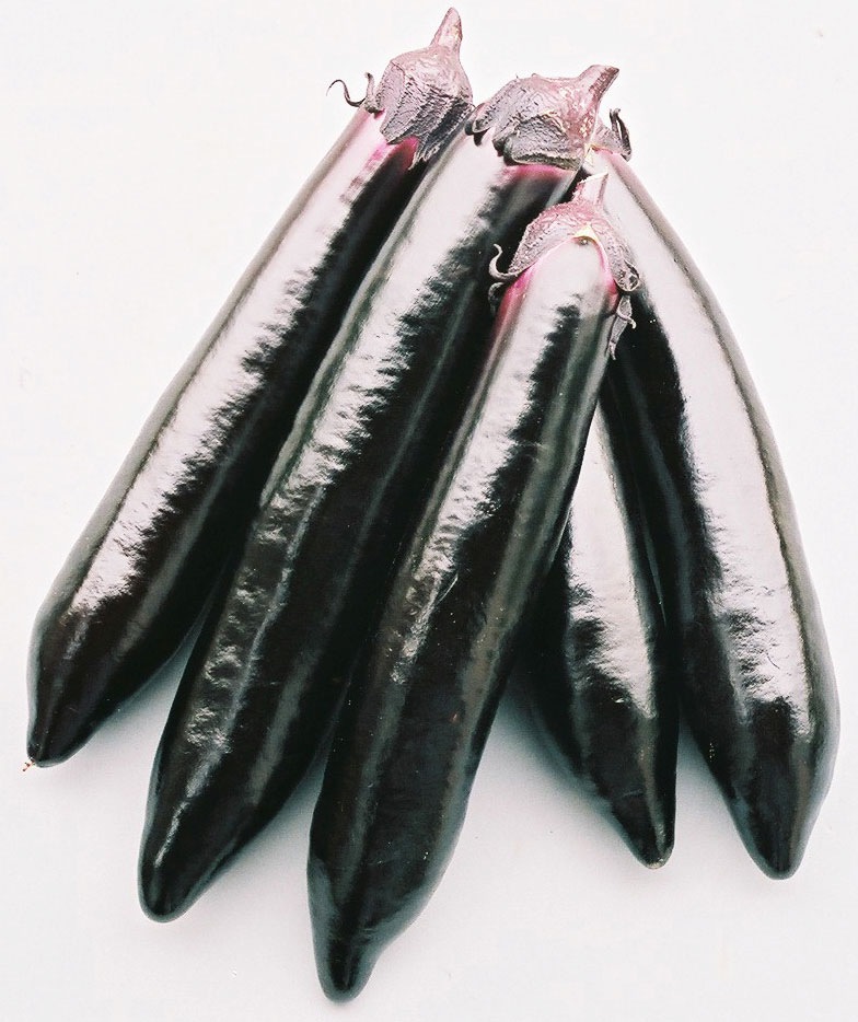 小林種苗 ナス種子 くちどけ茄子(豊潤)＊種子有効期限2026年10月末