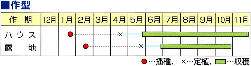 小林種苗 ナス種子 くちどけ茄子(豊潤)＊種子有効期限2026年10月末