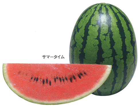 大和農園 中玉スイカ種子 サマータイム【取り寄せ注文】 | 果菜