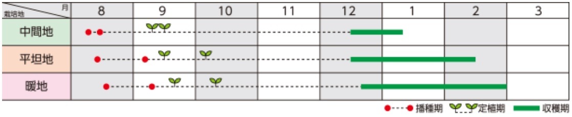 ブロリード ブロッコリー種子 深碧（しんぺき）【取り寄せ注文
