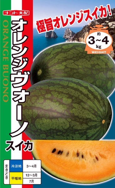 ナント種苗 中玉スイカ種子 オレンジヴォーノ【取り寄せ注文】 | 小林
