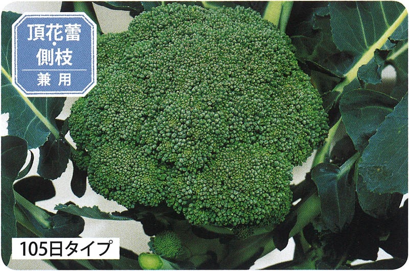 サカタ ブロッコリー 緑嶺 葉菜類 ブロッコリー 小林種苗株式会社 サカタ ブロッコリー 緑嶺 葉菜類 ブロッコリー 小林種苗株式会社