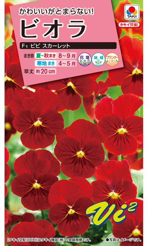 タキイ Nl300 ビオラ F1 ビビ スカーレット 小袋 Fbr569 草花種子 小袋 ビオラ 小林種苗株式会社