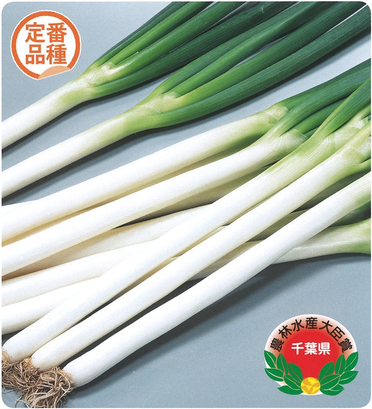 ネギ苗　夏扇4号 2000本 ネギ苗 夏扇4号 2000本 ネギ 夏扇4号 花と野菜