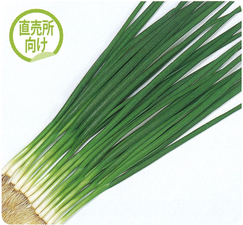 サカタのタネ ネギ種子 剣舞小葱 葉菜類 ネギ 小林種苗株式会社