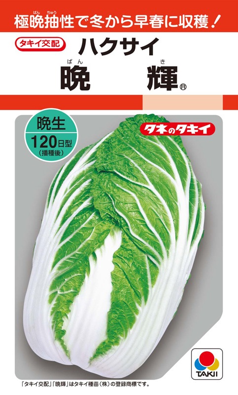 タキイ種苗 ハクサイ種子 晩輝[AHA025]【取り寄せ注文】＊秋のみ商品
