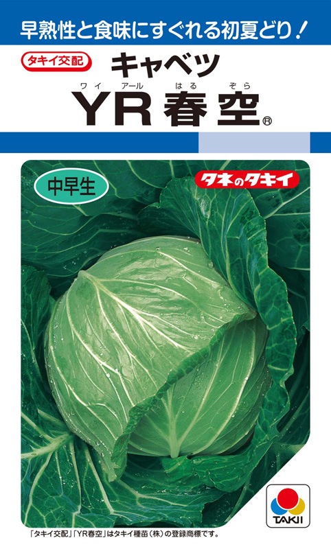 タキイ種苗 キャベツ種子 YR春空[ACA009]【取り寄せ注文】【2026年春種