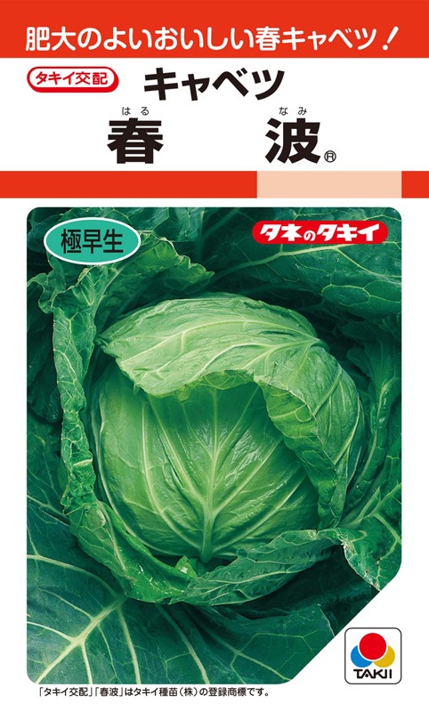 タキイ種苗 キャベツ種子 春波[ACA066]【取り寄せ注文】＊種子有効期限
