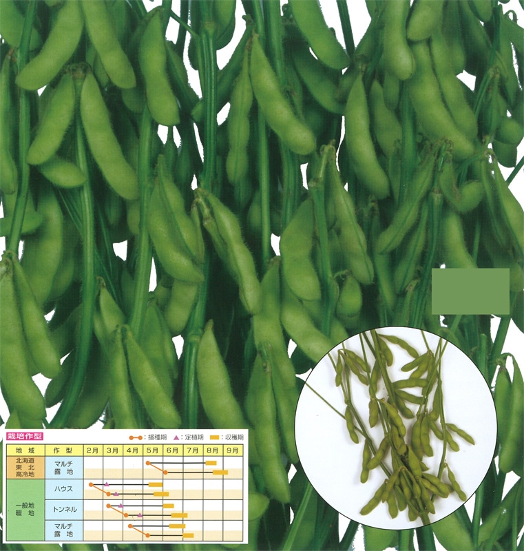 【1kg×19袋入】夏風香（枝豆・えだまめ） 種子 農業 農家 合計19kg 1kg×19袋入】夏風香（枝豆・えだまめ） 種子 農業 農家 合計19kg