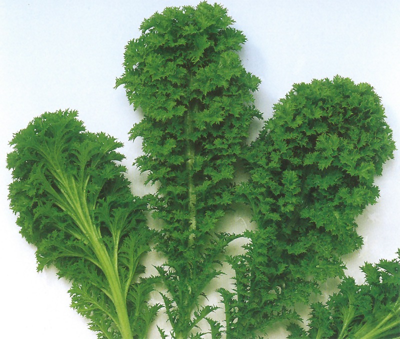 中原 わさび菜 葉菜類 つけな 小林種苗株式会社