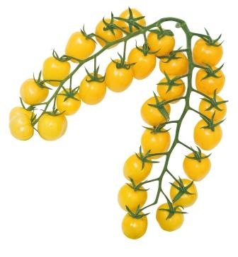 渡辺採種場 ミニトマト種子 Cfプチぷよイエロー メーカー別 渡辺採種場 トマト 小林種苗株式会社