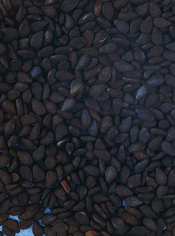 タキイ種苗 ゴマ種子 黒ごま[ATY122]【取り寄せ注文】※春のみ商品