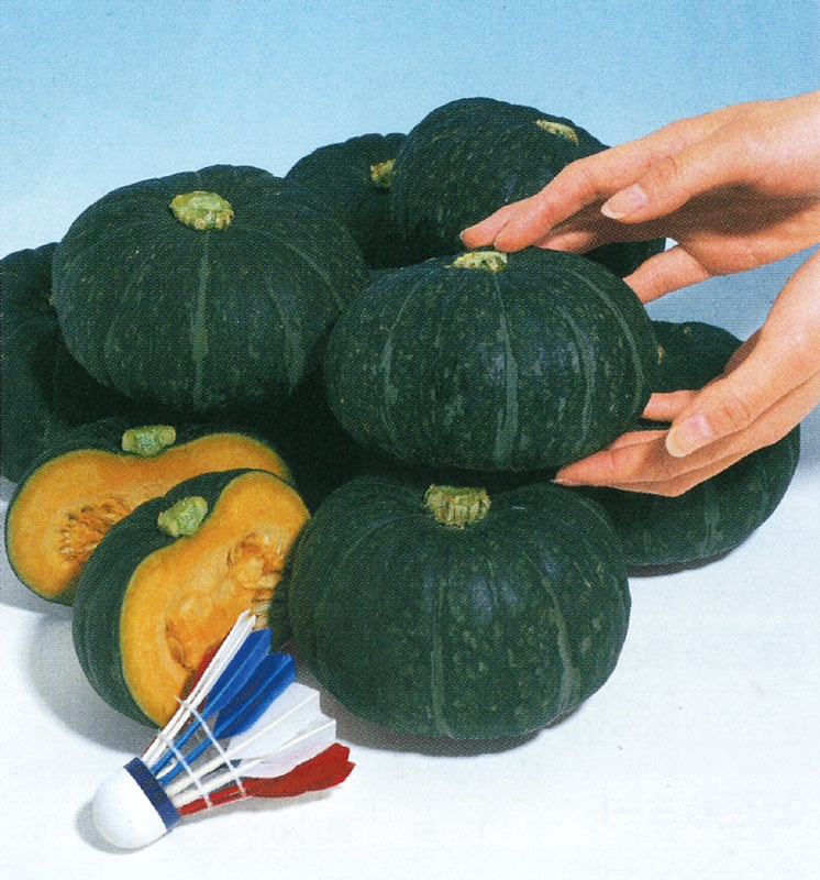 タキイ種苗 カボチャ種子 ほっこり姫 (ミニカボチャ)[ANK087