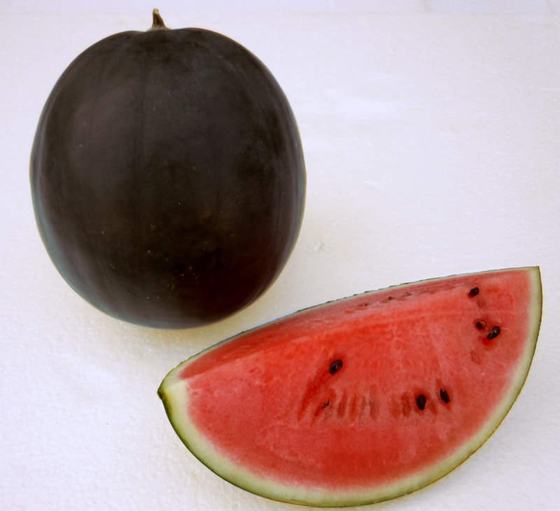 小林種苗 スイカ種子 黒真珠【2026年春種予約商品】※2026年1月以降