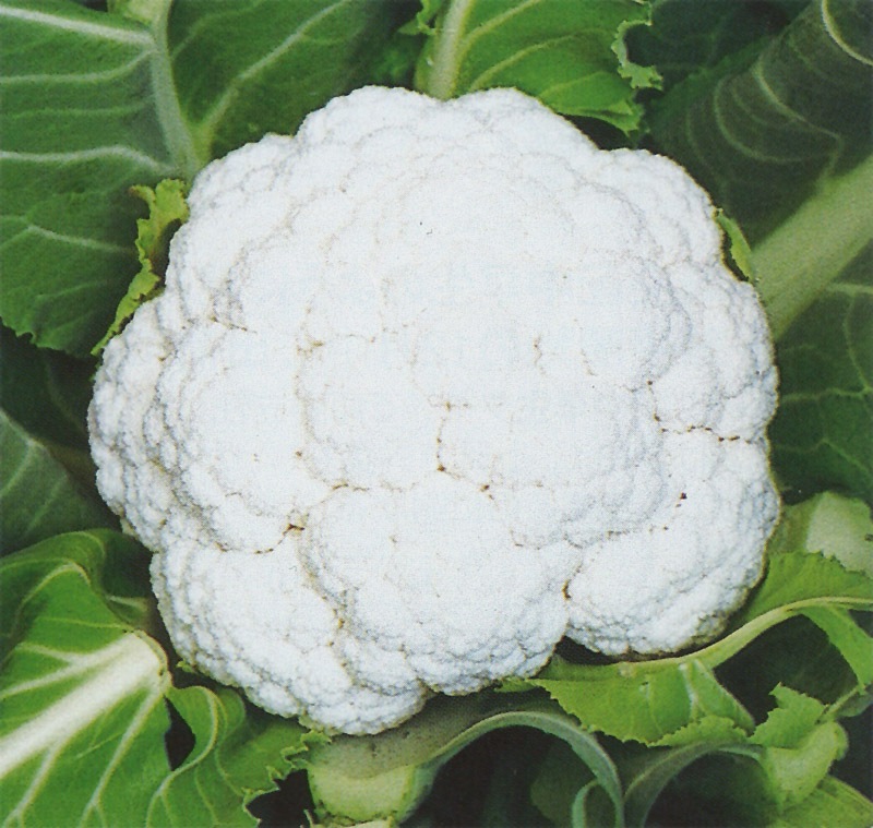 【ぐれたく様ご依頼】ブロッコリー種 カリフラワー種 全てコート種子 ぐれたく様ご依頼】ブロッコリー種 カリフラワー種 全てコート種子