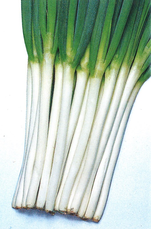 タキイ種苗 ネギ種子 ホワイトツリー Ane053 葉菜類 ネギ 小林種苗株式会社