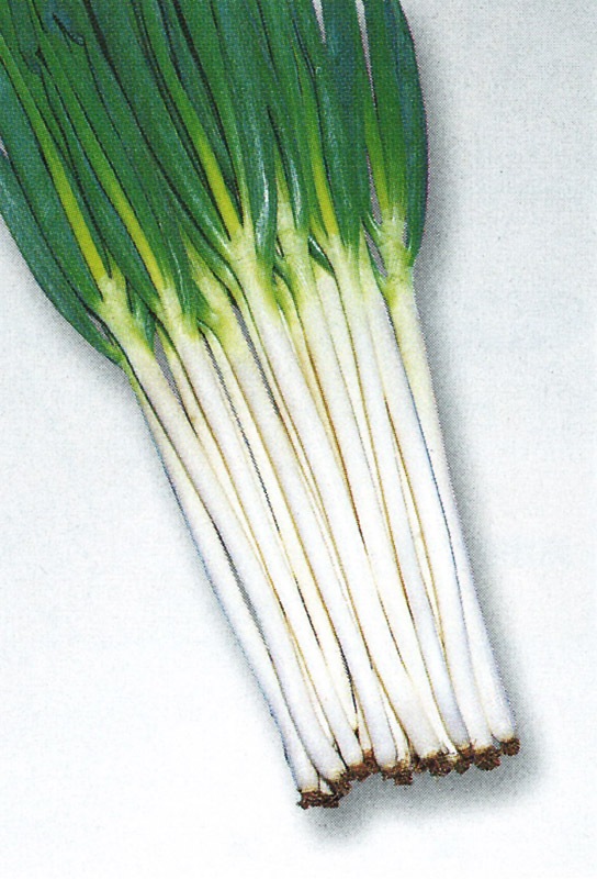 タキイ種苗 ネギ種子 清滝葱 Ane213 葉菜類 ネギ 小林種苗株式会社