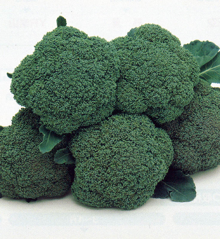 ファッションなデザイン ブロッコリーの種 ハイツsp 小袋 Df Rmladv Com Br