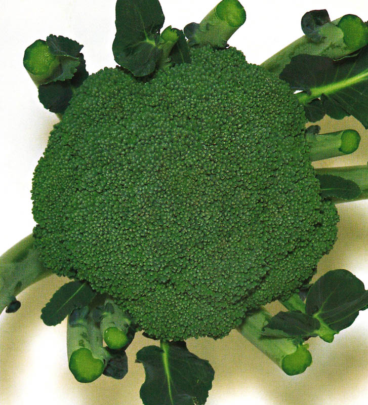 ブロリード ブロッコリー種子 直緑93号【取り寄せ注文】 | 小林種苗