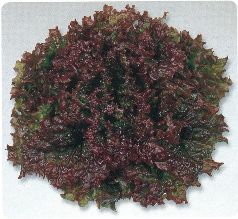 タキイ種苗 レタス種子 レッドファイヤー リーフレタス[ALE530