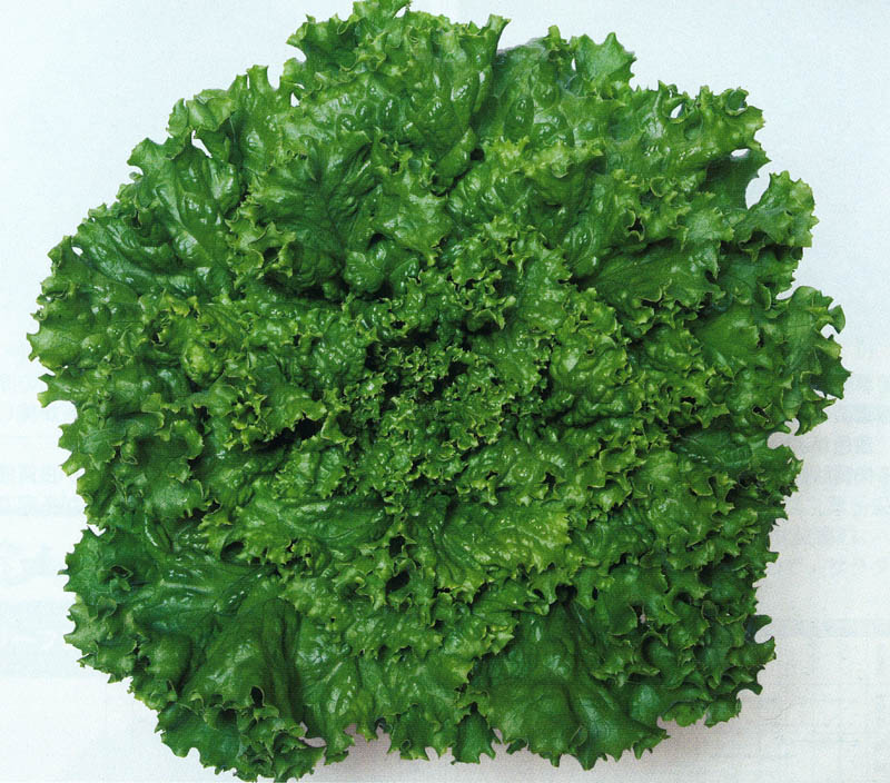 タキイ レタス グリーンジャケット リーフレタス Ale152 葉菜類 レタス 小林種苗株式会社