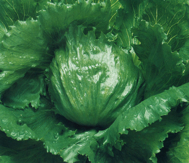 タキイ種苗 レタス種子 サーマルスター L5千粒[ALE143]【取り寄せ注文